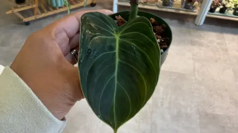 Philodendron Melanochrysum