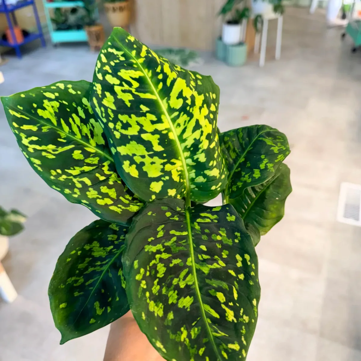 Dieffenbachia Reflector