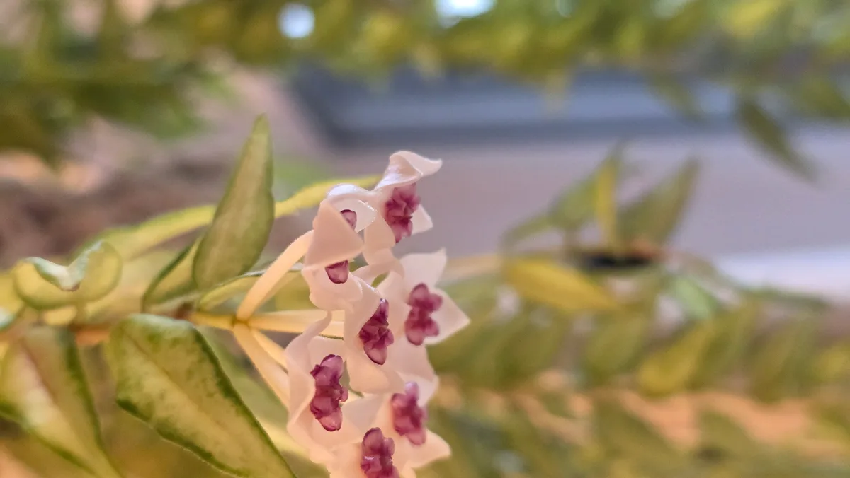Hoya care guide