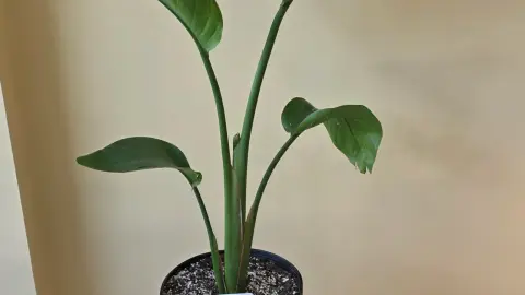 Bird of Paradise (Strelitzia)