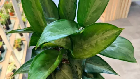 Aglaonema Silverado