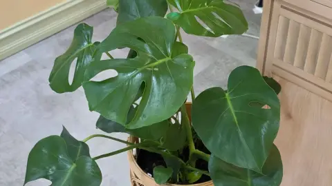Monstera deliciosa