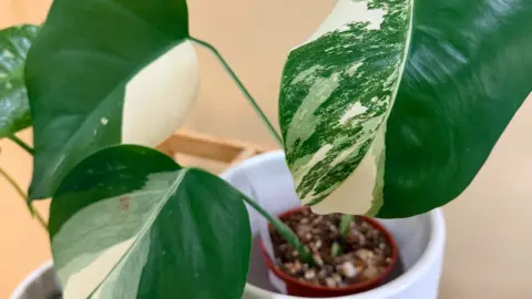 Monstera Albo, high variegation