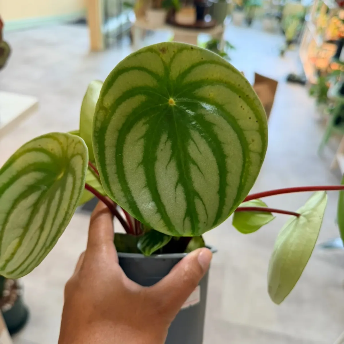 Peperomia Watermelon