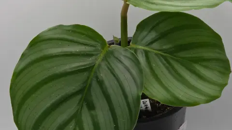 Calathea Orbifolia
