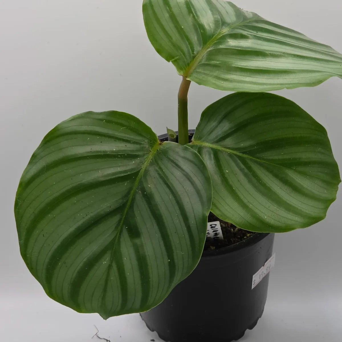 Calathea Orbifolia