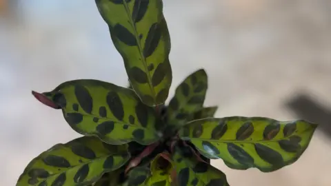 Calathea Rattlesnake