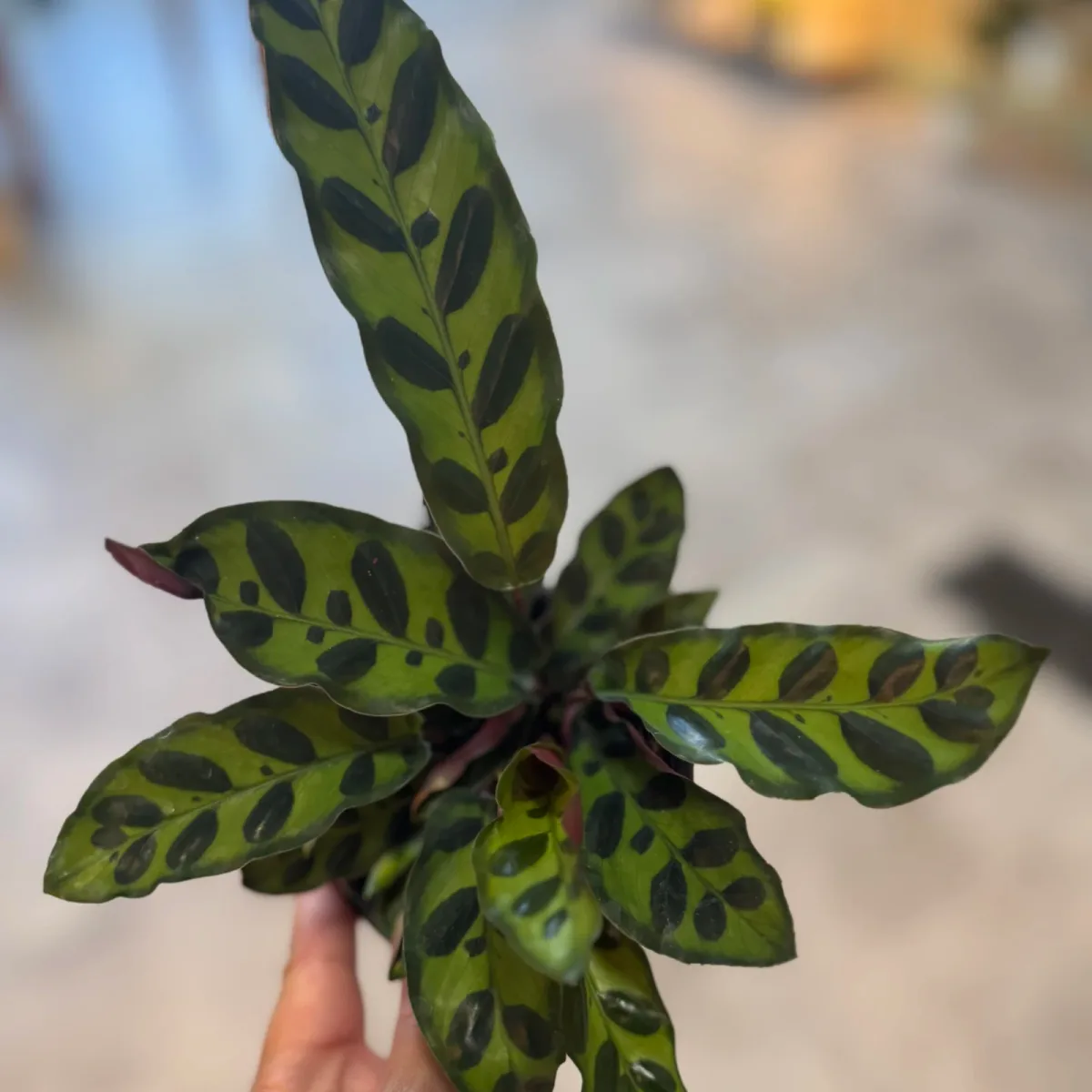 Calathea Rattlesnake
