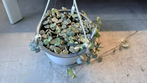 String of Hearts