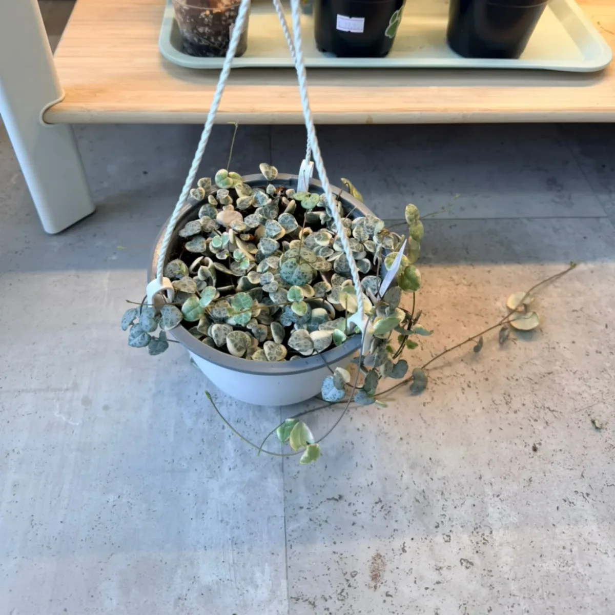 String of Hearts