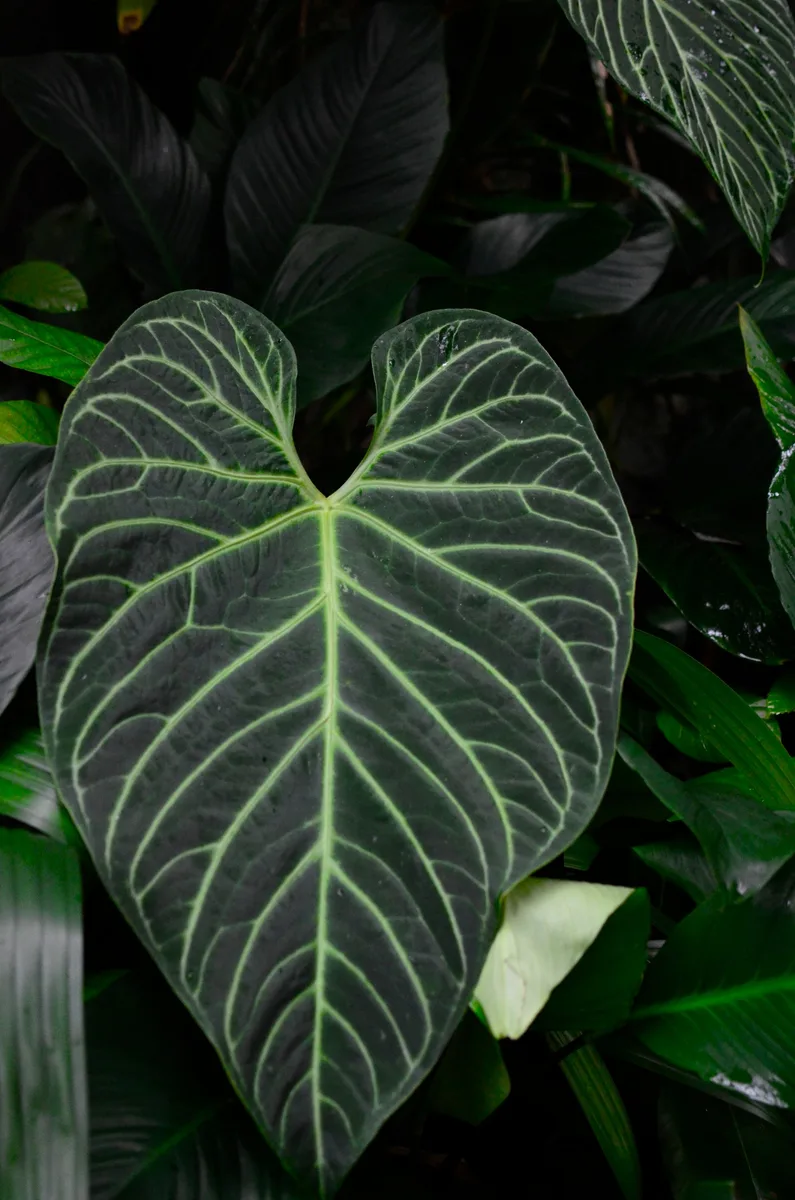 Philodendron in the wild