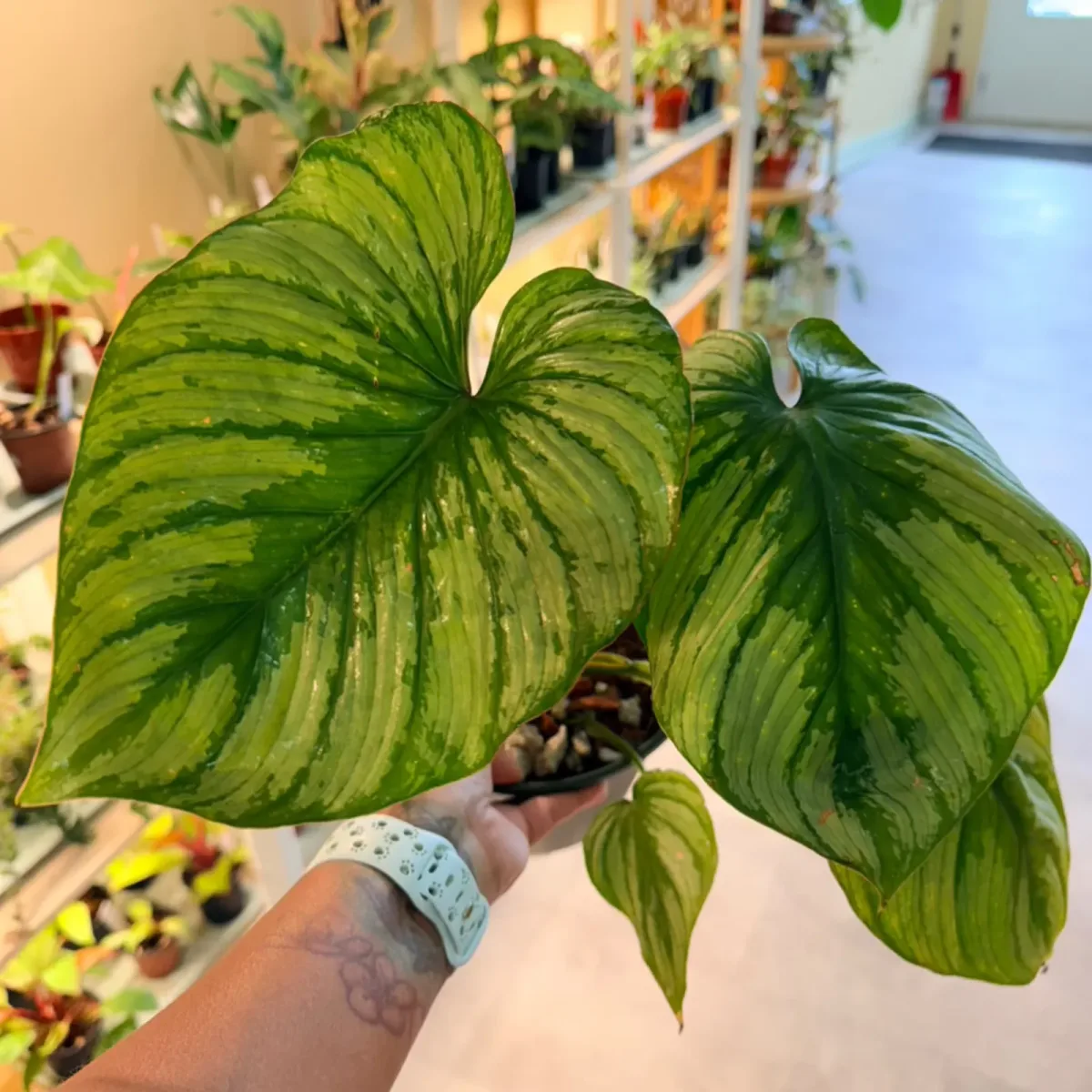 Philodendron pastazanum