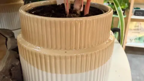 Neutral ceramic pots