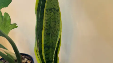 Sansevieria Superba