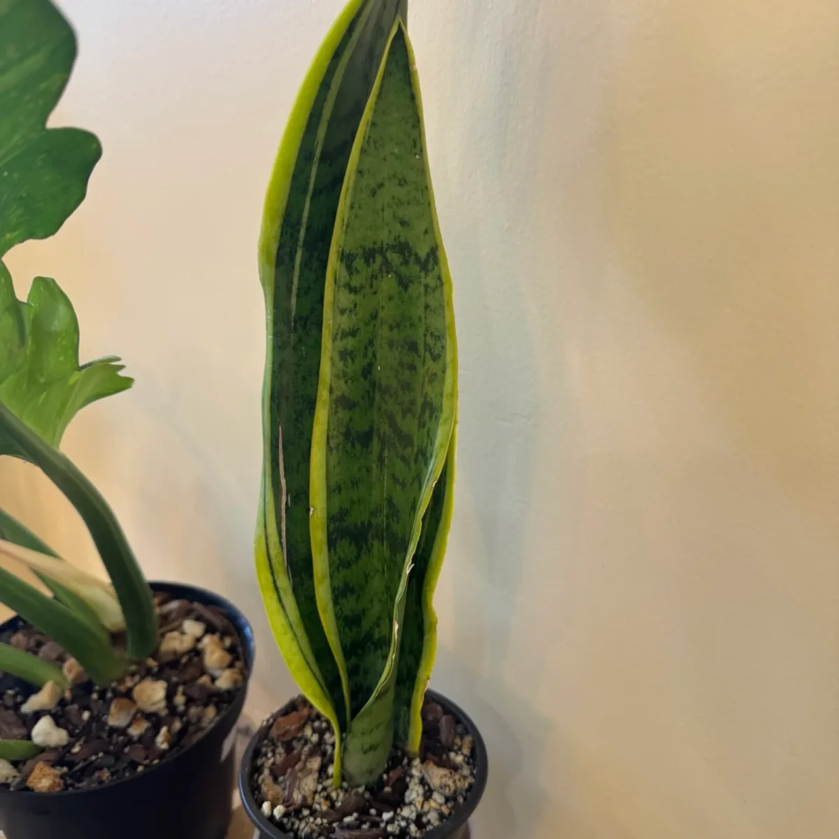 Sansevieria Superba