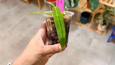 Anthurium Pallidiflorum