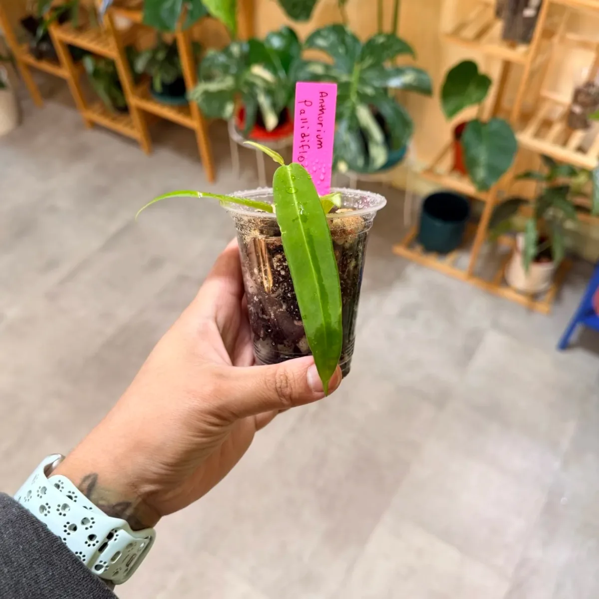 Anthurium Pallidiflorum