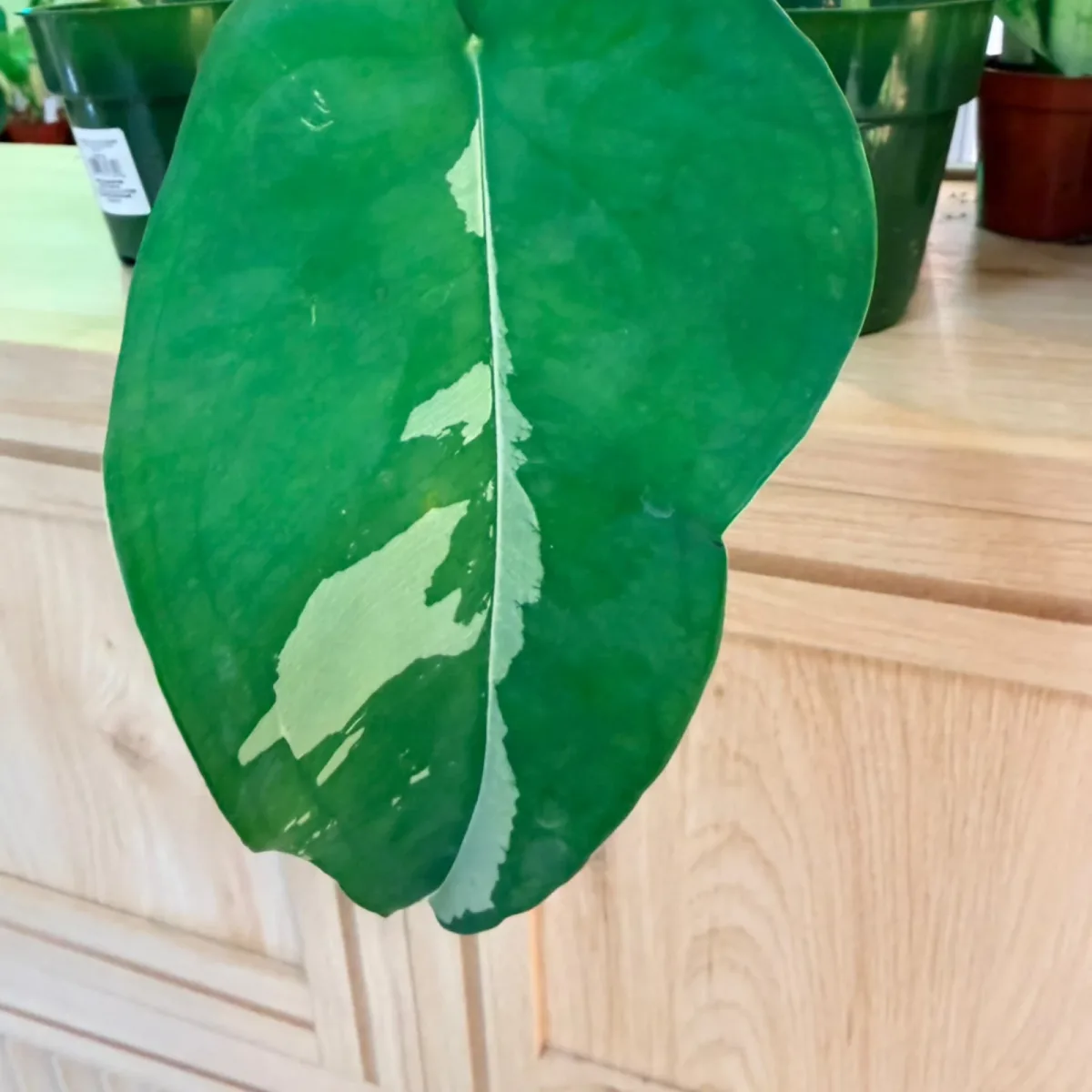 Syngonium chiapense variegated