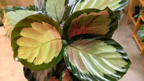 Calathea Northern Lights