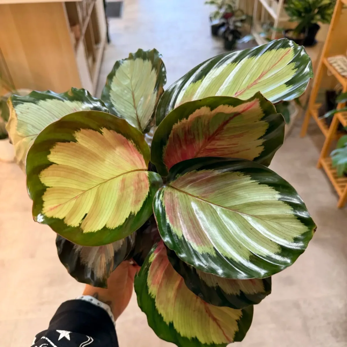 Calathea Northern Lights