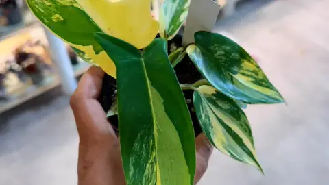 Philodendron Florida Beauty