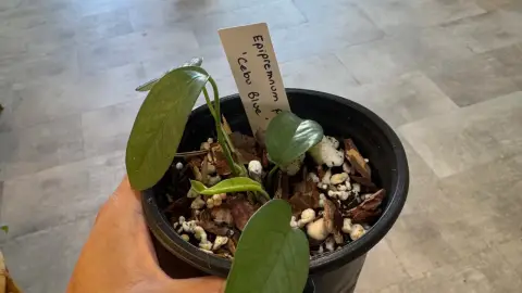 Cebu Blue Pothos