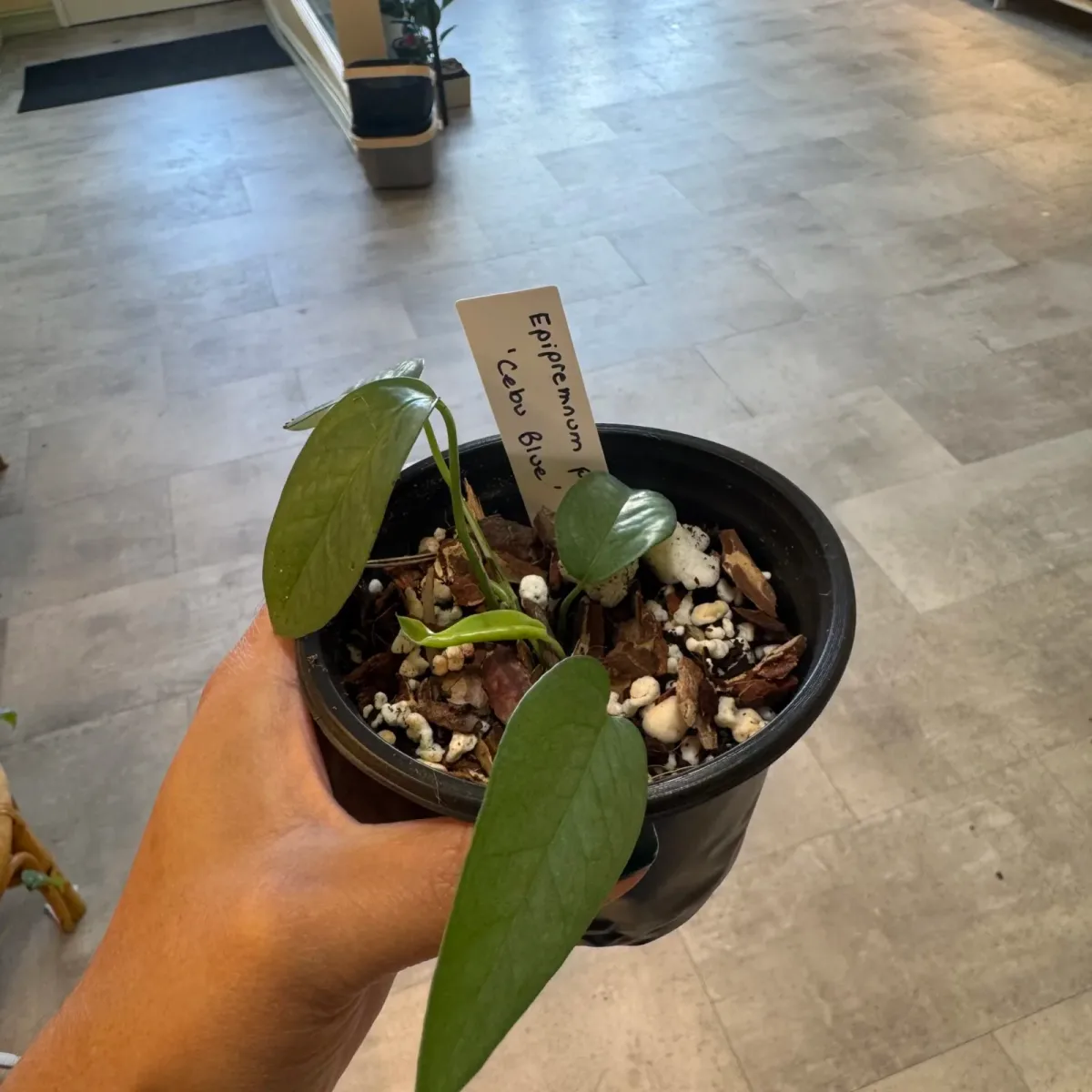 Cebu Blue Pothos