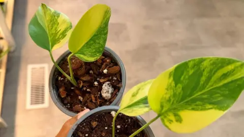Monstera Aurea Tricolor