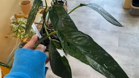 Epipremnum pinnatum Albo