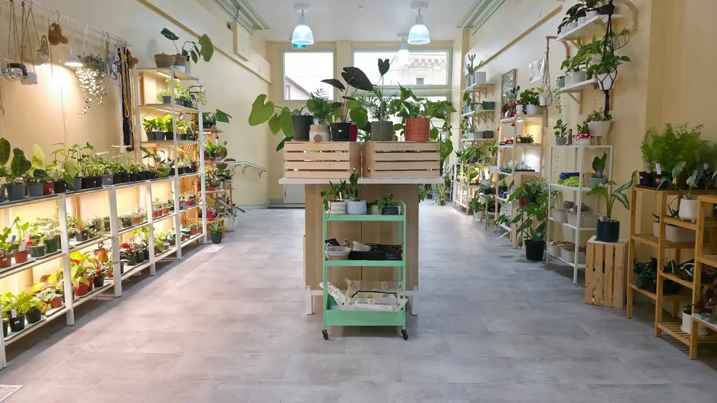 my Jungle Roots Store